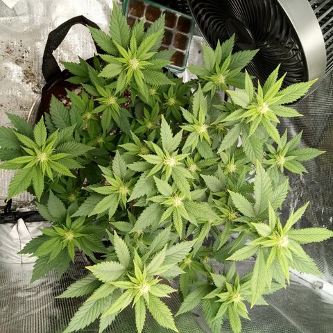 White widow growlog timeline photo