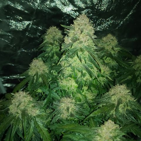 Bruce Banner auto growlog timeline photo