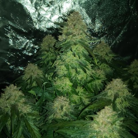 Bruce Banner auto growlog timeline photo