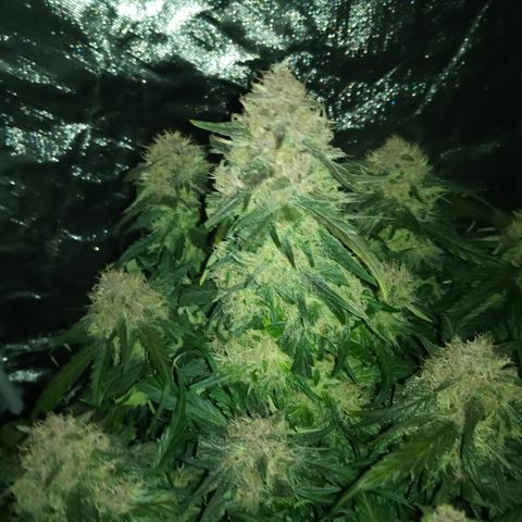 Bruce Banner auto growlog timeline photo
