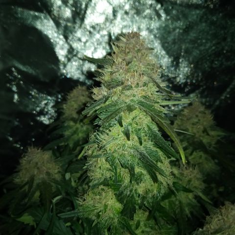 Bruce Banner auto growlog timeline photo