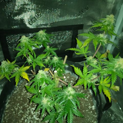 Jet growlog timeline photo