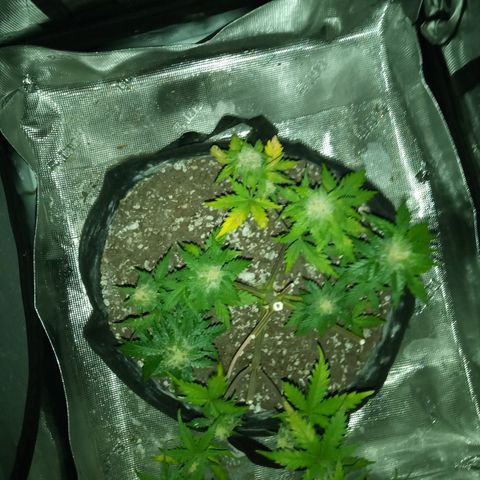Jet growlog timeline photo