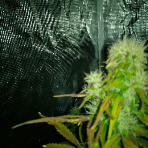 Gorilla Glue (Contest) growlog timeline photo