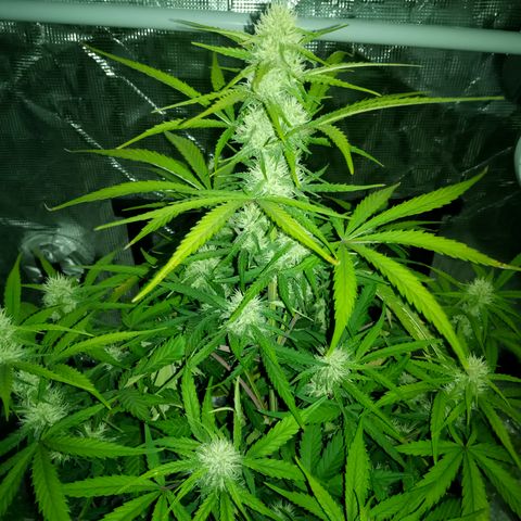 Crystal Candy XL Auto growlog photo: Smells amazing 🤩
