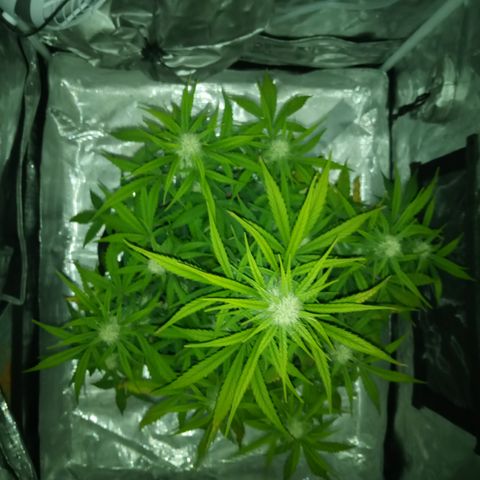 Crystal Candy XL Auto growlog photo: Smells amazing 🤩