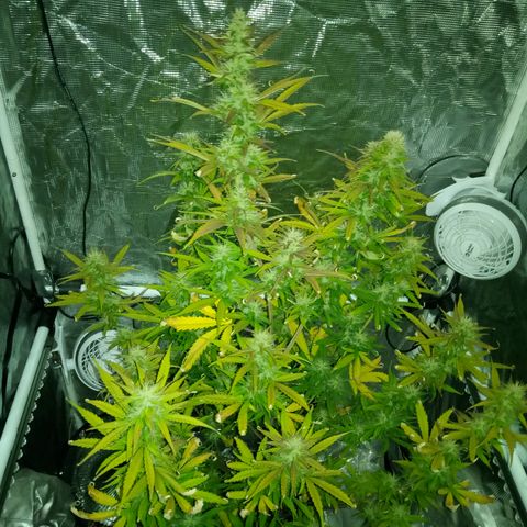 Gorilla Glue (Contest) growlog timeline photo