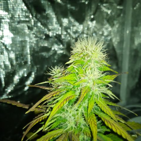 Gorilla Glue (Contest) growlog timeline photo