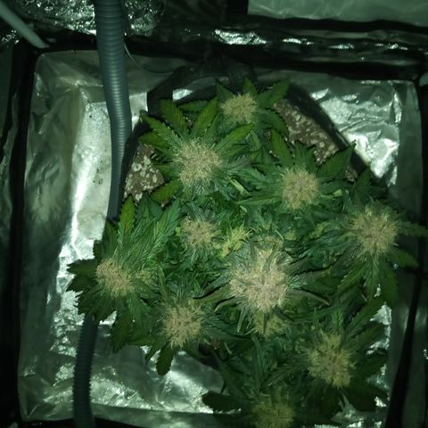 Bruce Banner auto growlog timeline photo