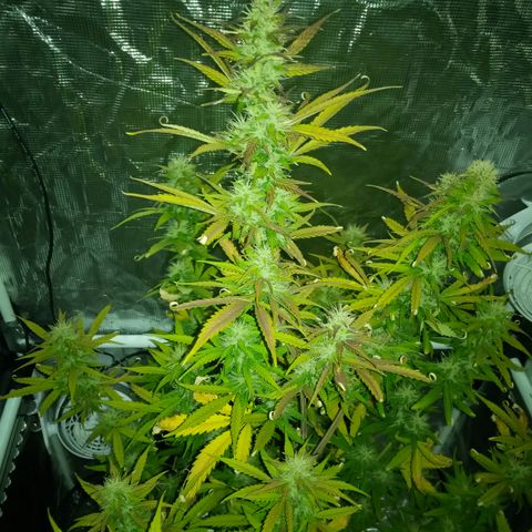 Gorilla Glue (Contest) growlog timeline photo