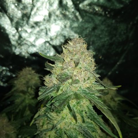 Bruce Banner auto growlog timeline photo
