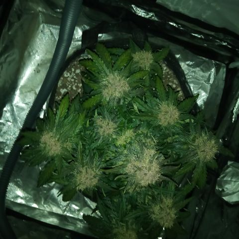 Bruce Banner auto growlog timeline photo