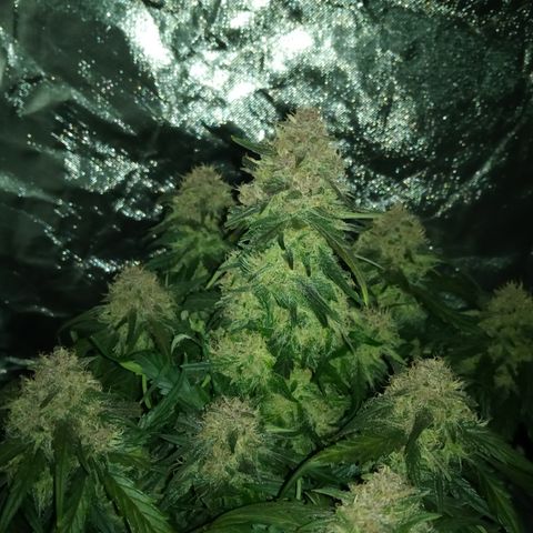 Bruce Banner auto growlog timeline photo