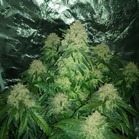Bruce Banner auto growlog timeline photo