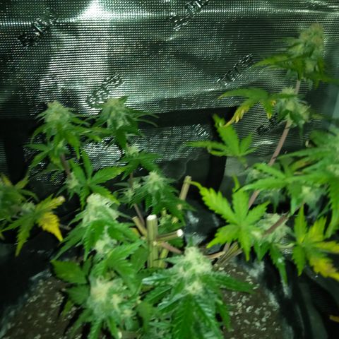 Jet growlog timeline photo
