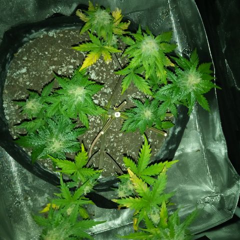 Jet growlog timeline photo