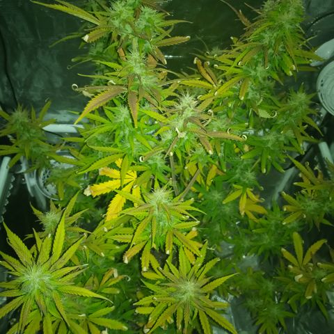 Gorilla Glue (Contest) growlog timeline photo