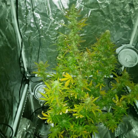 Gorilla Glue (Contest) growlog timeline photo