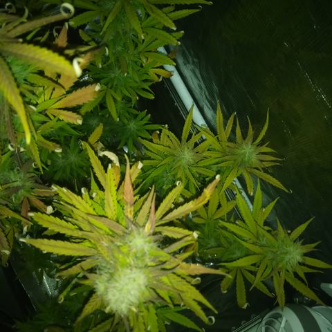 Gorilla Glue (Contest) growlog timeline photo