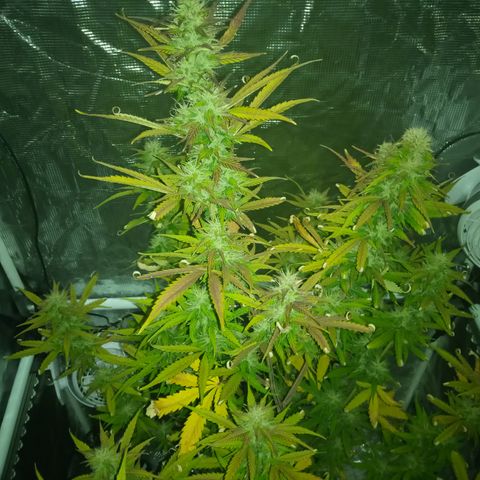 Gorilla Glue (Contest) growlog timeline photo