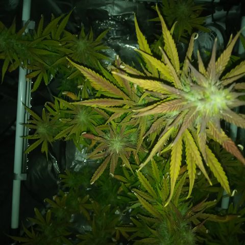 Gorilla Glue (Contest) growlog timeline photo