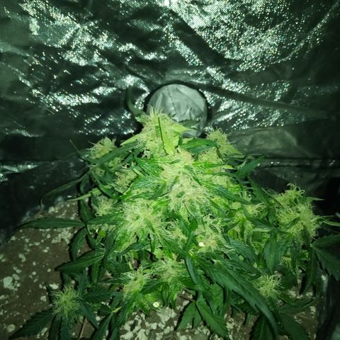 Bruce Banner auto growlog photo: Chop day, left the larf to mature 
