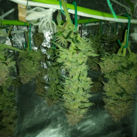 Bruce Banner auto growlog photo: Chop day, left the larf to mature 