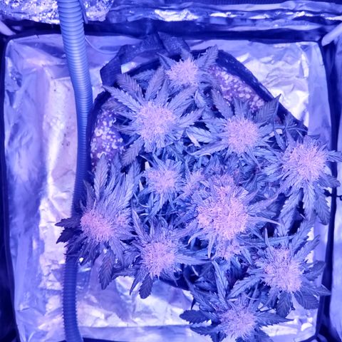 Bruce Banner auto growlog photo: Chop day, left the larf to mature 