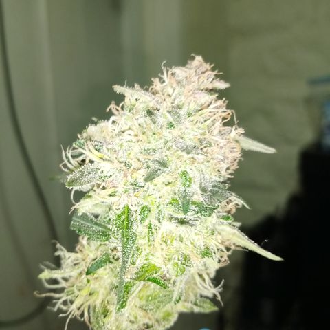 Bruce Banner auto growlog photo: Chop day, left the larf to mature 