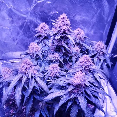 Bruce Banner auto growlog photo: Chop day, left the larf to mature 