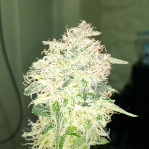 Bruce Banner auto growlog photo: Chop day, left the larf to mature 