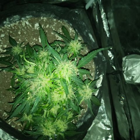 Bruce Banner auto growlog photo: Chop day, left the larf to mature 