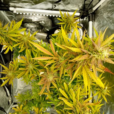 Gorilla Glue (Contest) growlog photo: Fat fat fattening 