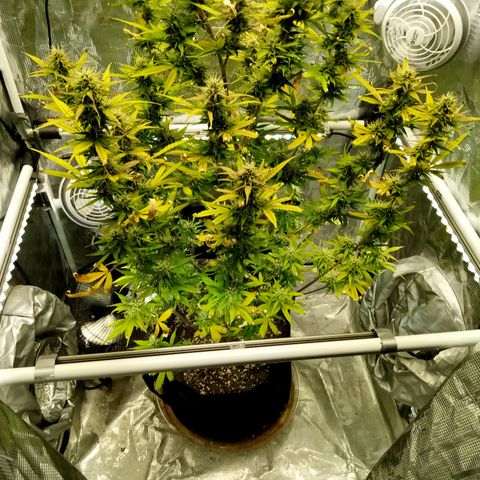 Gorilla Glue (Contest) growlog photo: Fat fat fattening 