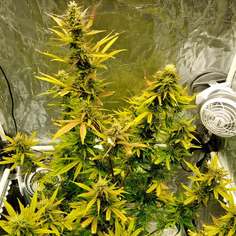 Gorilla Glue (Contest) growlog photo: Fat fat fattening 
