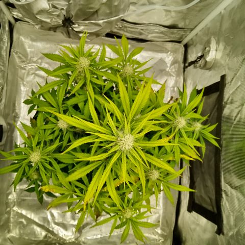 Crystal Candy XL Auto growlog photo: Tiny plant 🥰