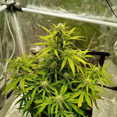 Crystal Candy XL Auto growlog photo: Tiny plant 🥰