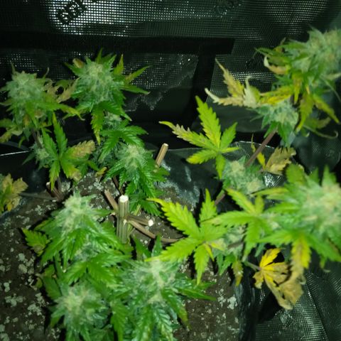 Jet growlog photo: Still a little left to go still