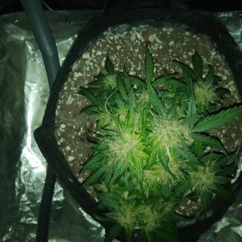 Bruce Banner auto growlog timeline photo