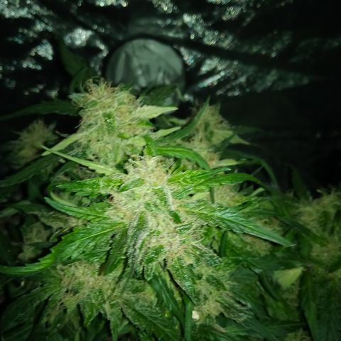 Bruce Banner auto growlog timeline photo
