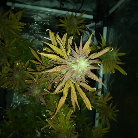 Gorilla Glue (Contest) growlog timeline photo