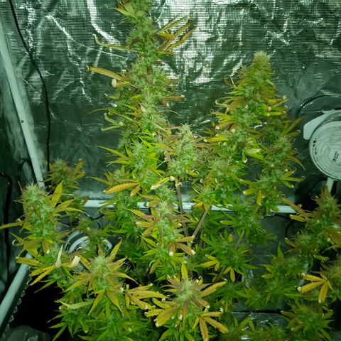 Gorilla Glue (Contest) growlog timeline photo