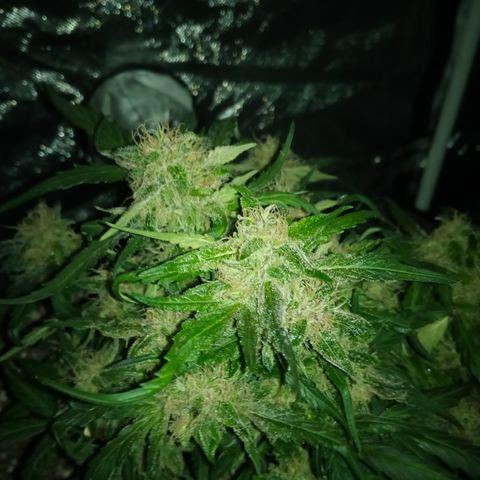 Bruce Banner auto growlog timeline photo