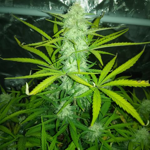 Crystal Candy XL Auto growlog photo: Best smell ever