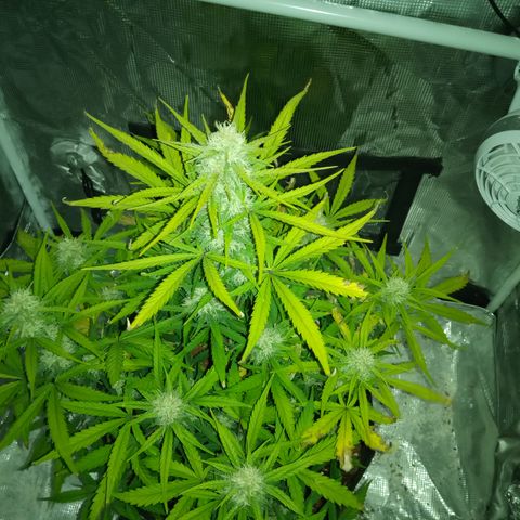 Crystal Candy XL Auto growlog photo: Best smell ever