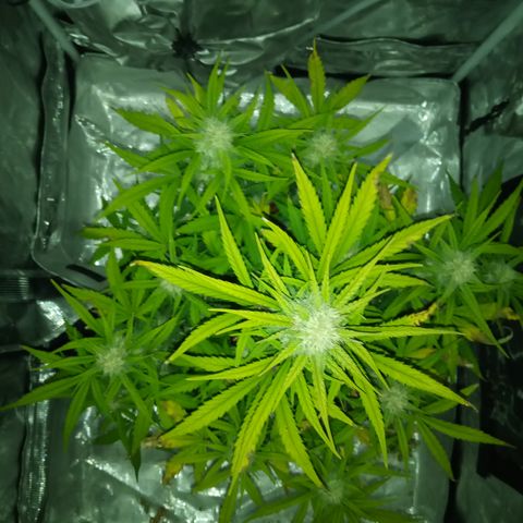 Crystal Candy XL Auto growlog photo: Best smell ever