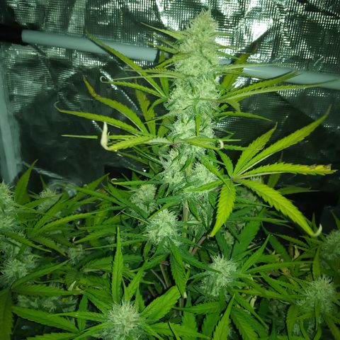 Crystal Candy XL Auto growlog photo: Best smell ever