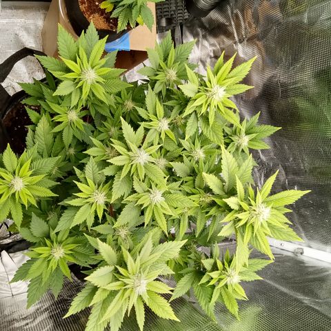 White widow growlog timeline photo