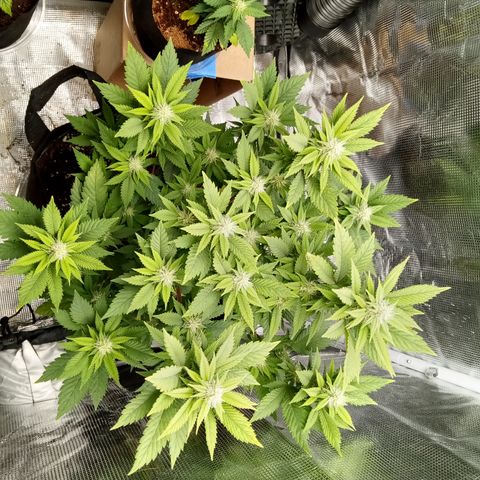 White widow growlog timeline photo