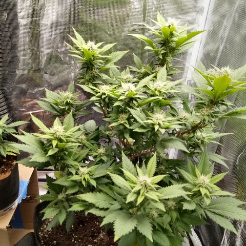 White widow growlog timeline photo